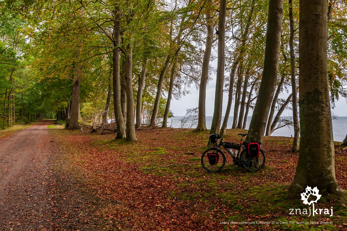 Leśna trasa rowerowa EuroVelo 10 w Danii