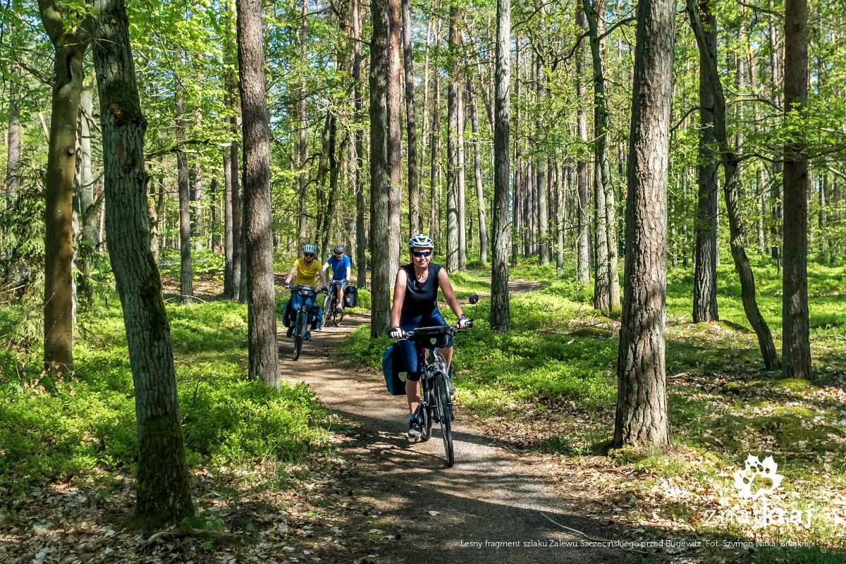 Leśny fragment szlaku Zalewu Szczecińskiego przed Bugewitz