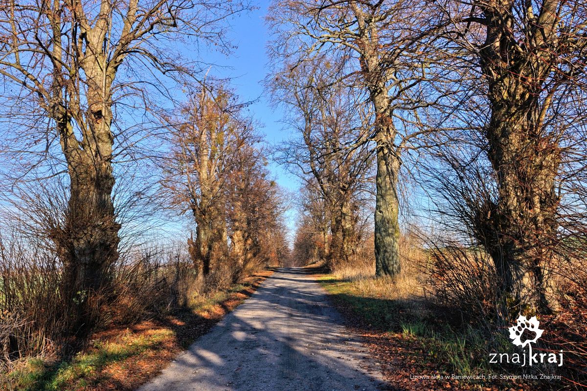 Lipowa aleja w Baniewicach
