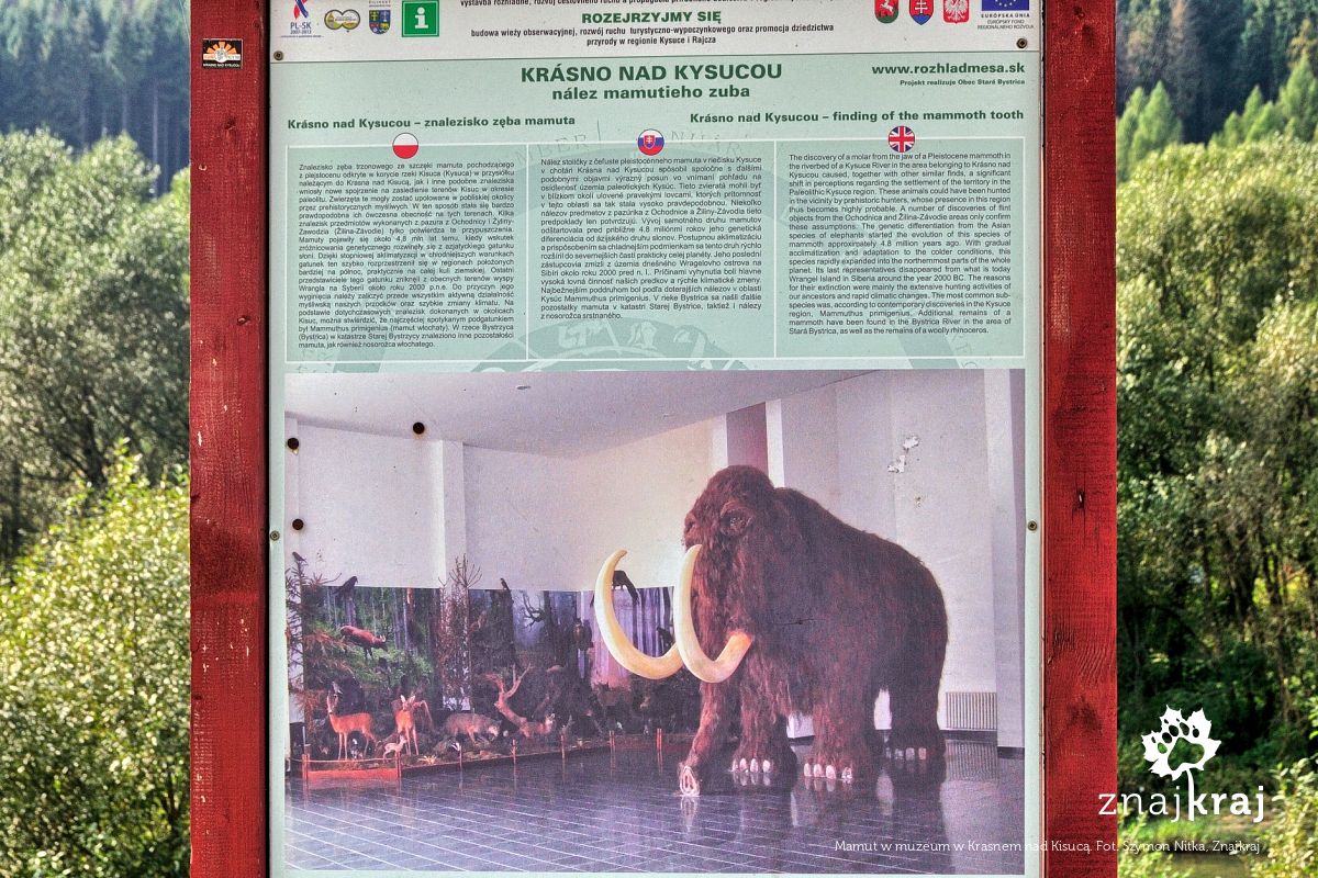Mamut w muzeum w Krasnem nad Kisucą
