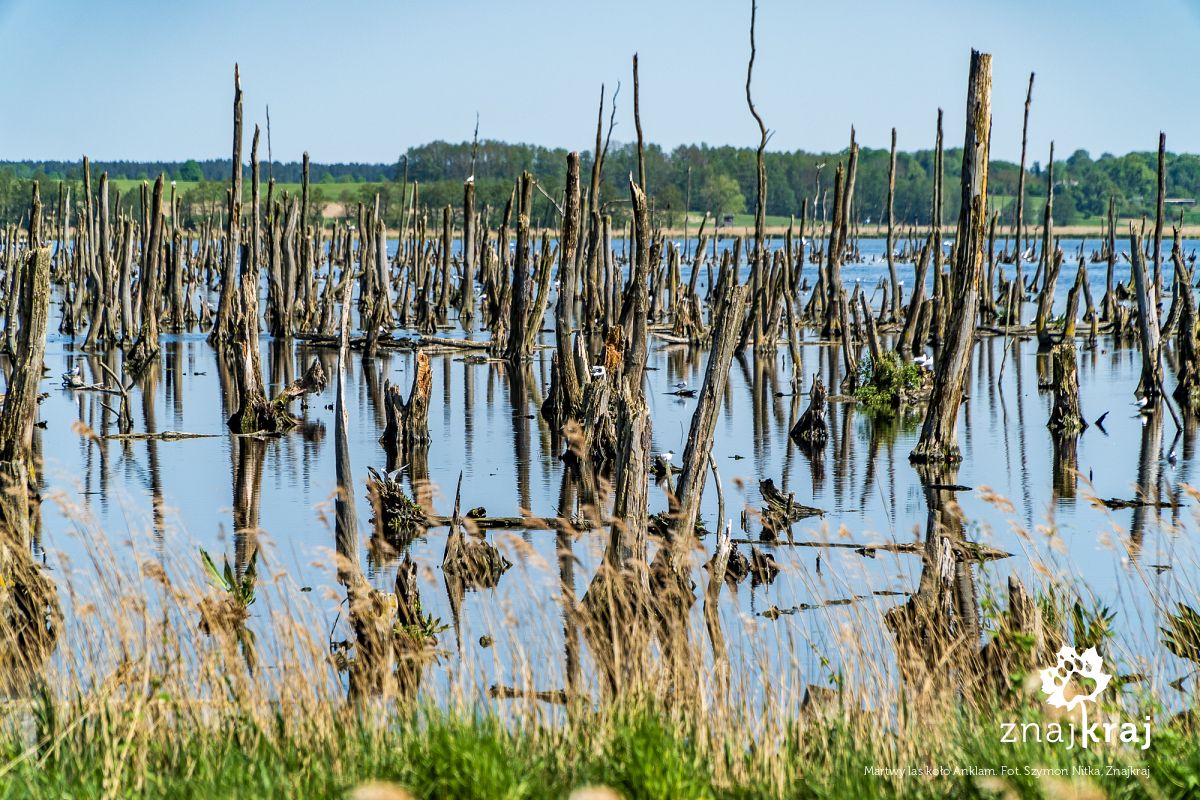 Martwy las koło Anklam