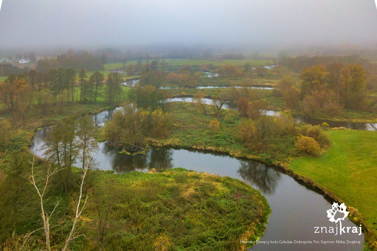 Meandry Drwęcy koło Golubia-Dobrzynia