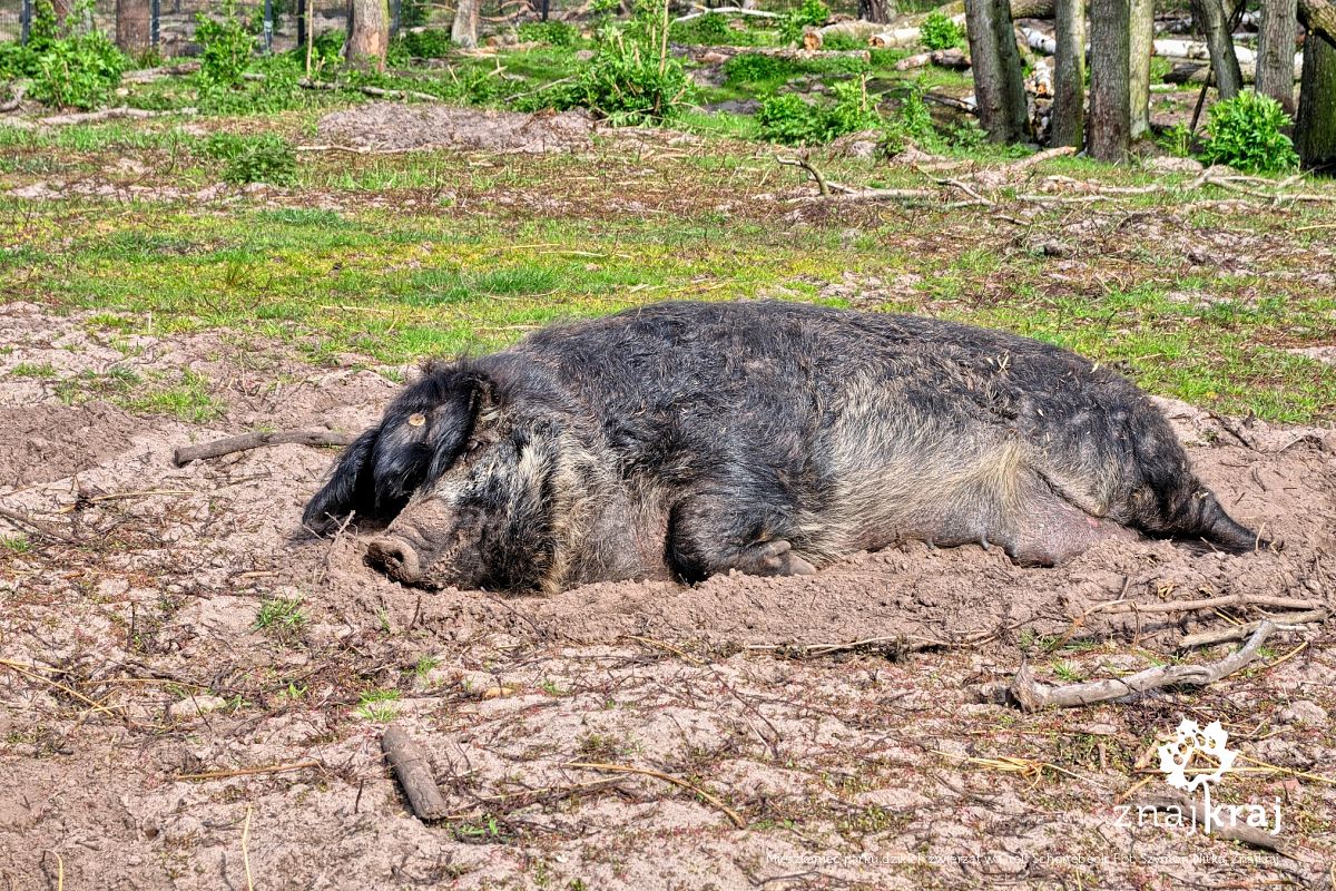 Mieszkaniec parku dzikich zwierząt w Groß Schönebeck Mieszkaniec parku dzikich zwierząt w Groß Schönebeck
