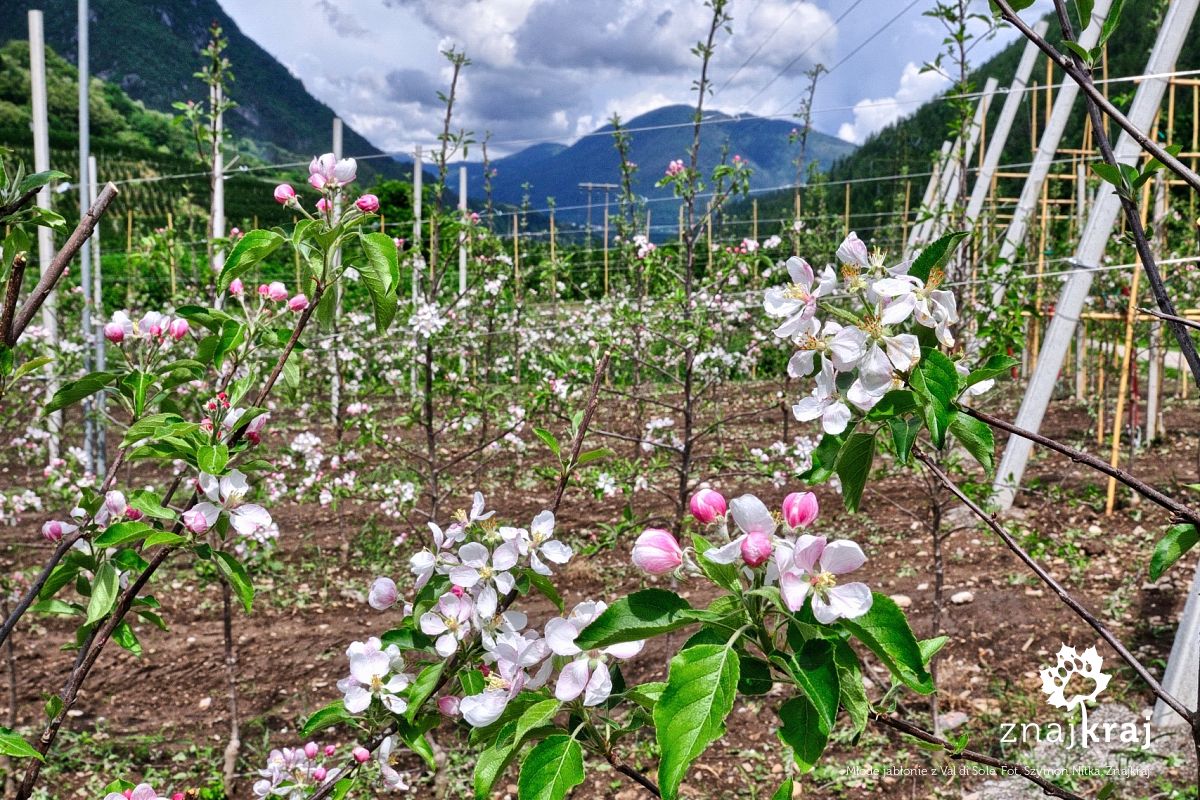 Młode jabłonie z Val di Sole Młode jabłonie z Val di Sole