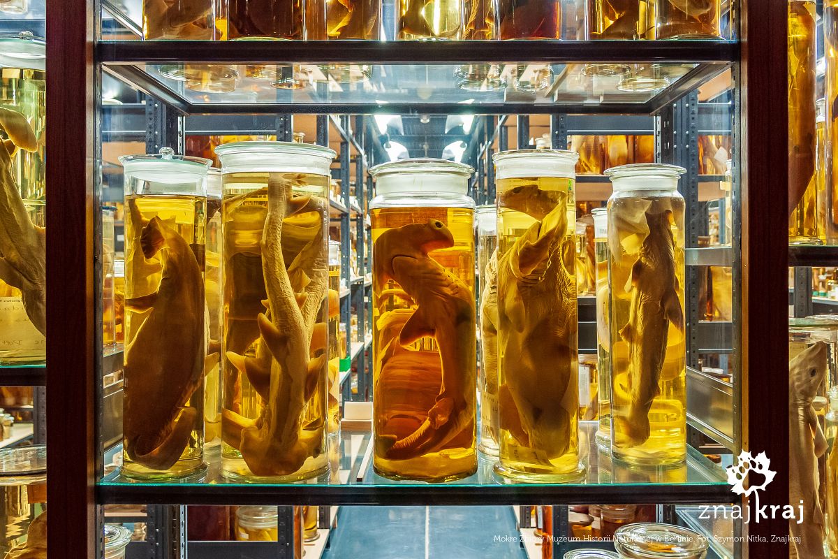 Mokre Zbiory Muzeum Historii Naturalnej w Berlinie