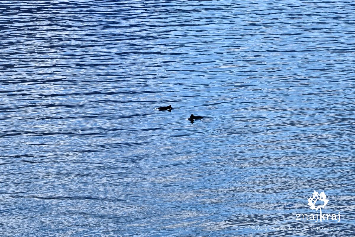 Morświny w Sognefjordzie Morświny w Sognefjordzie