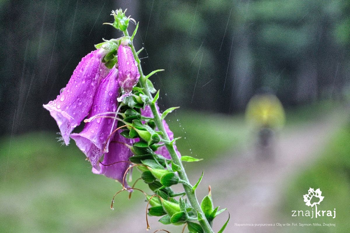 Naparstnica purpurowa z Olą w tle Naparstnica purpurowa z Olą w tle