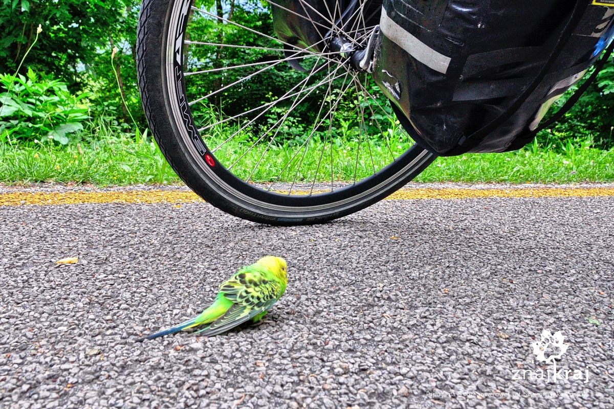 Papuga na drodze rowerowej Papuga na drodze rowerowej