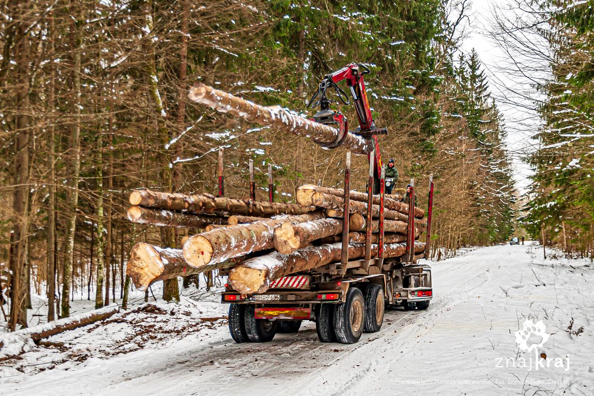 Prace leśne w Puszczy Białowieskiej