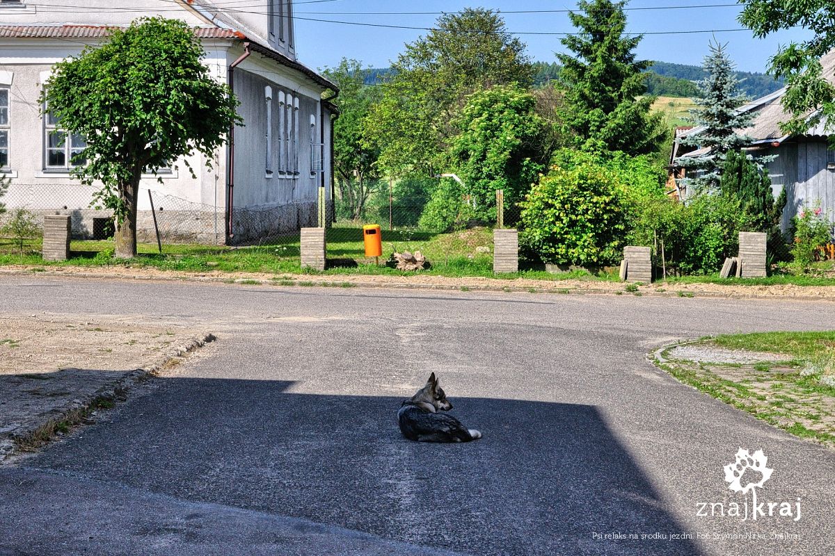 Psi relaks na środku jezdni