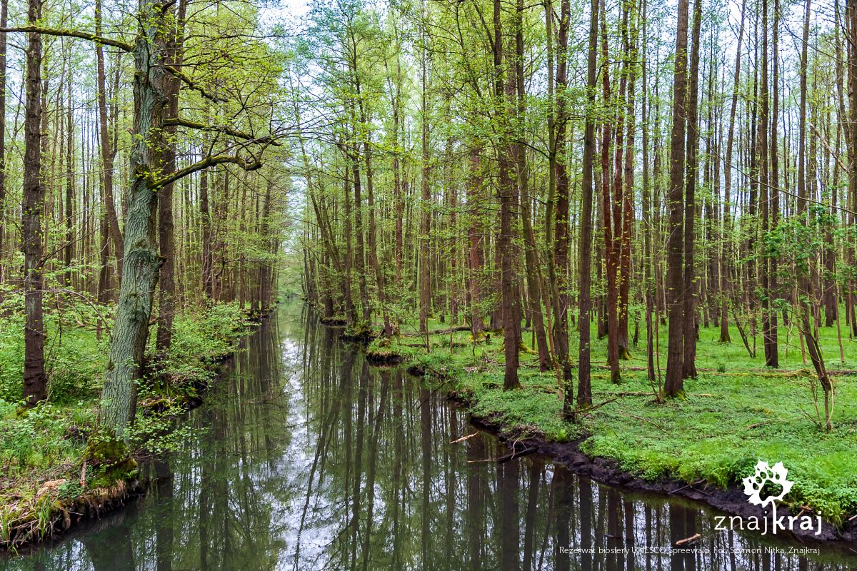 Rezerwat biosfery UNESCO Spreewald