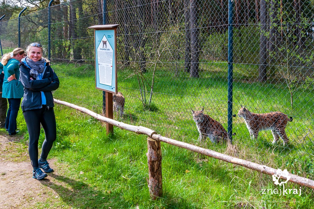 Rysie w Wildpark Schorfheide