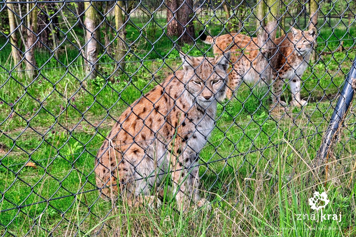 Rysie z Groß Schönebeck Rysie z Groß Schönebeck
