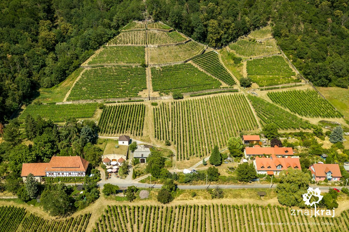 Saksońskie winnice