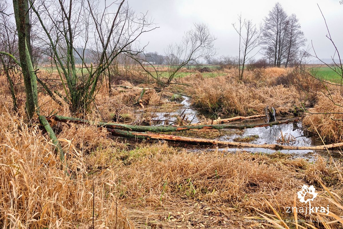Ślady bobrów nad Nerem Ślady bobrów nad Nerem
