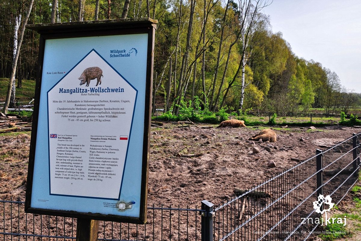 Świnia wełnista - mangalica Świnia wełnista - mangalica