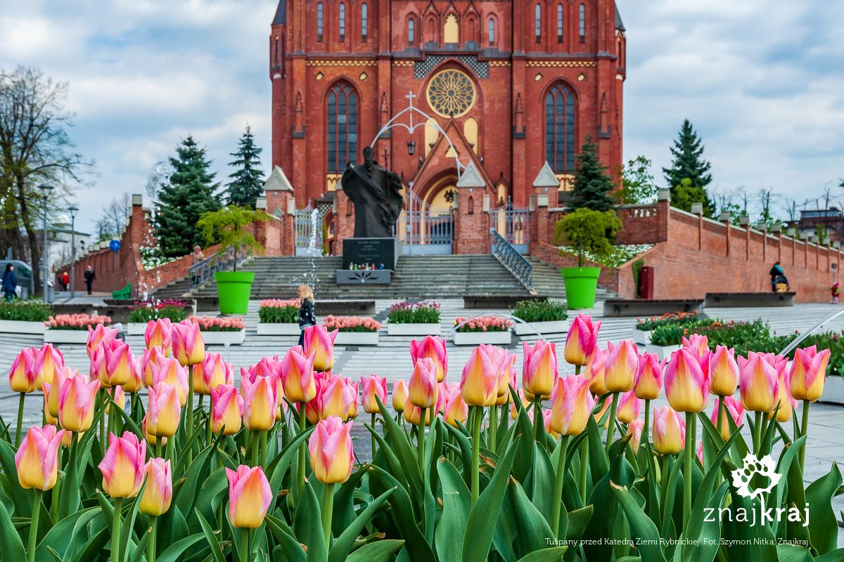 Tulipany przed Katedrą Ziemi Rybnickiej