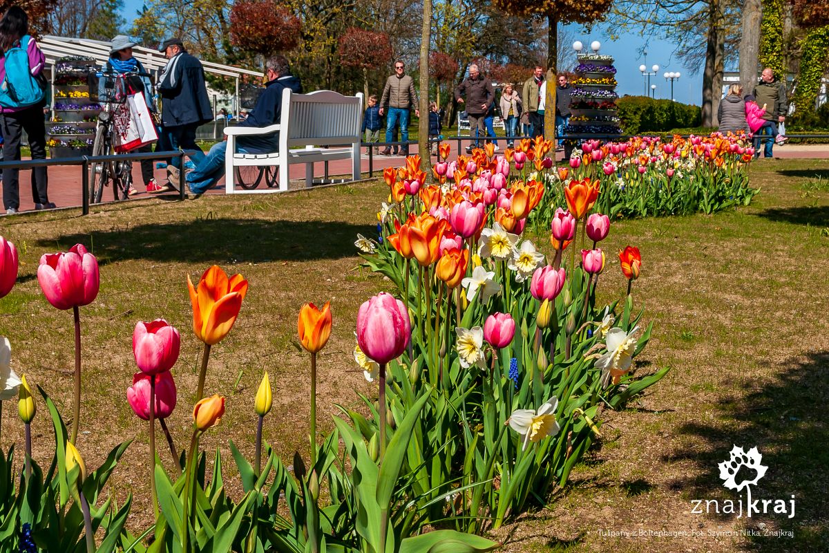 Tulipany z Boltenhagen