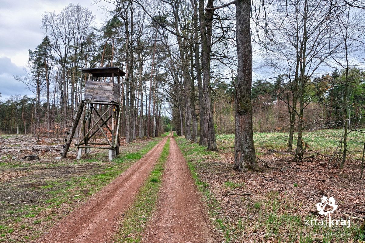W kierunku Kuźni Raciborskiej W kierunku Kuźni Raciborskiej