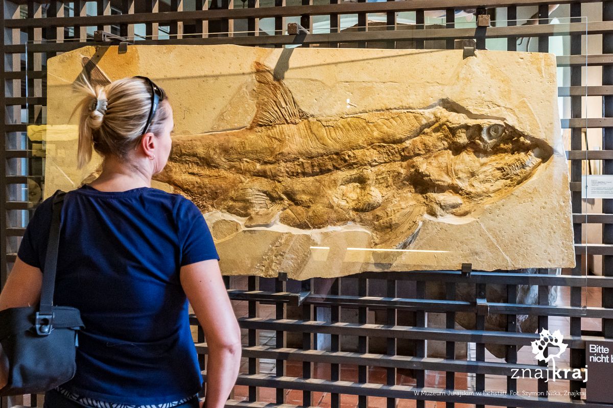 W Muzeum Jurajskim w Eichstätt