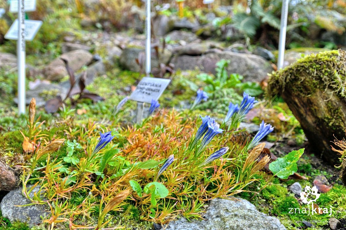 W ogrodzie botanicznym w Gołubiu