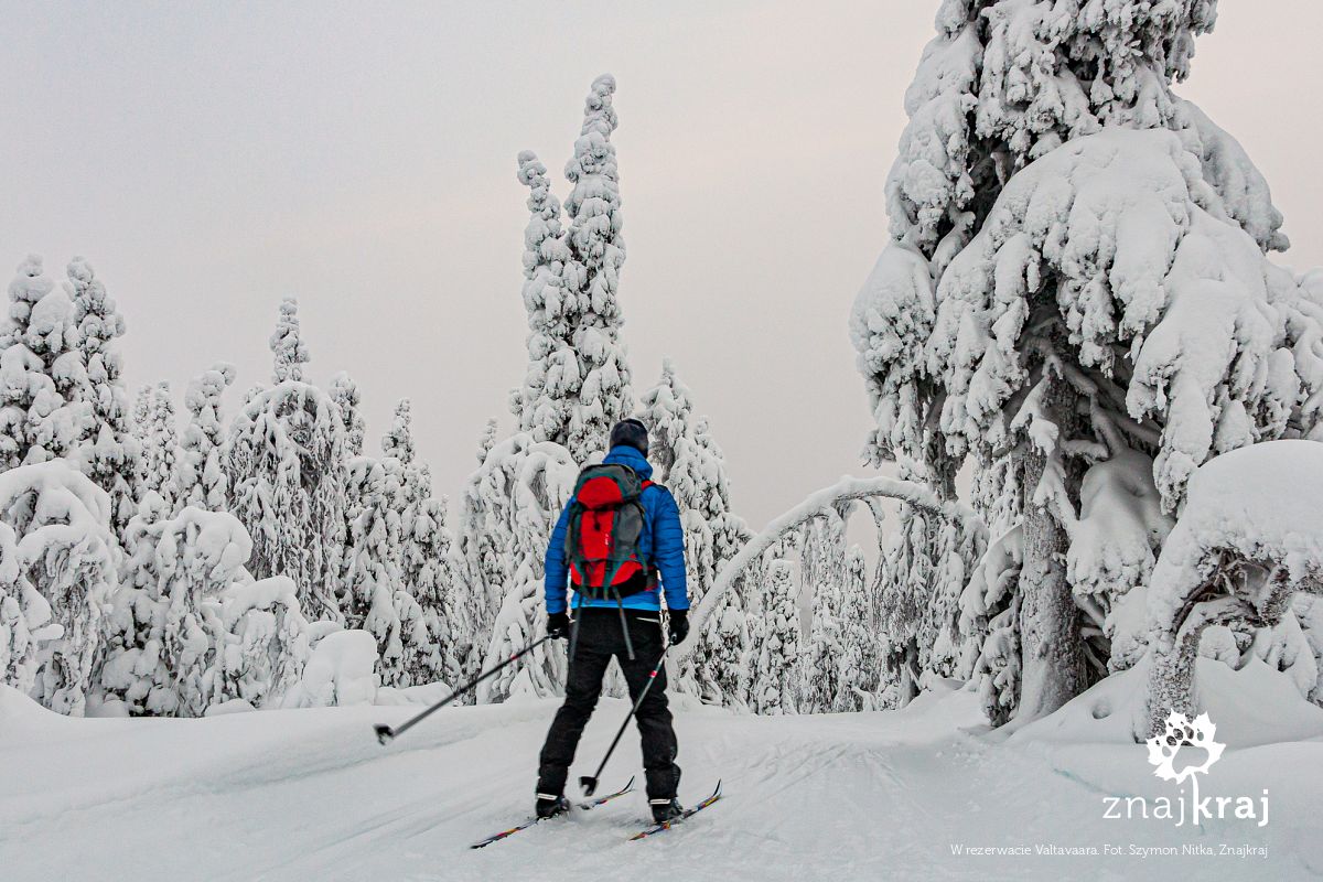 W rezerwacie Valtavaara W rezerwacie Valtavaara