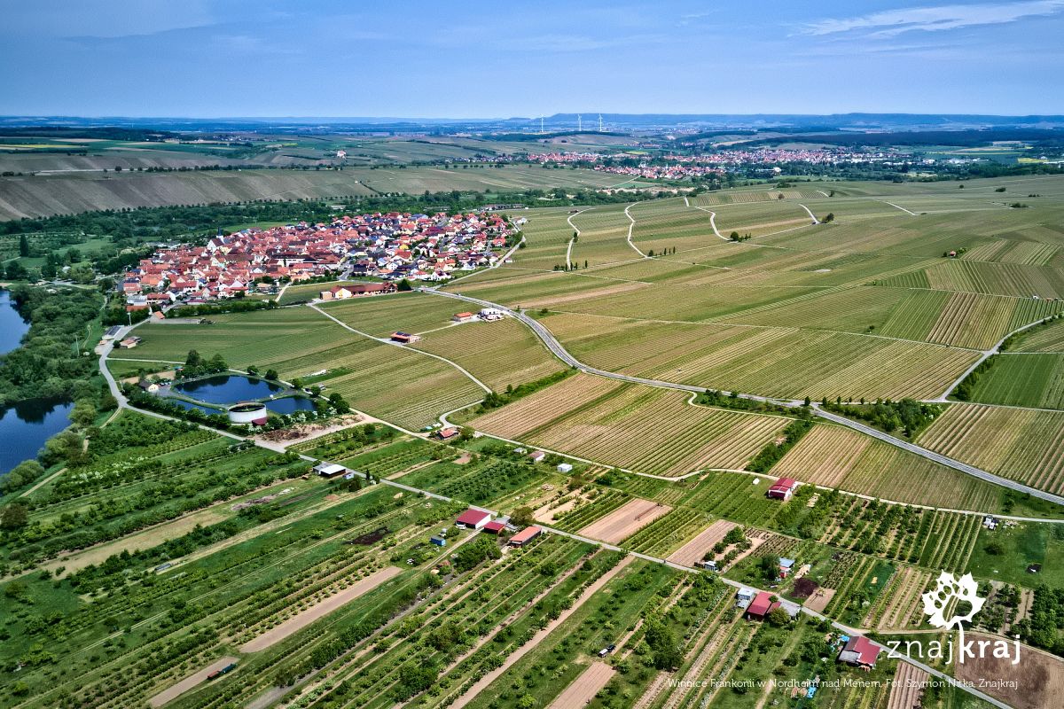 Winnice Frankonii w Nordheim nad Menem