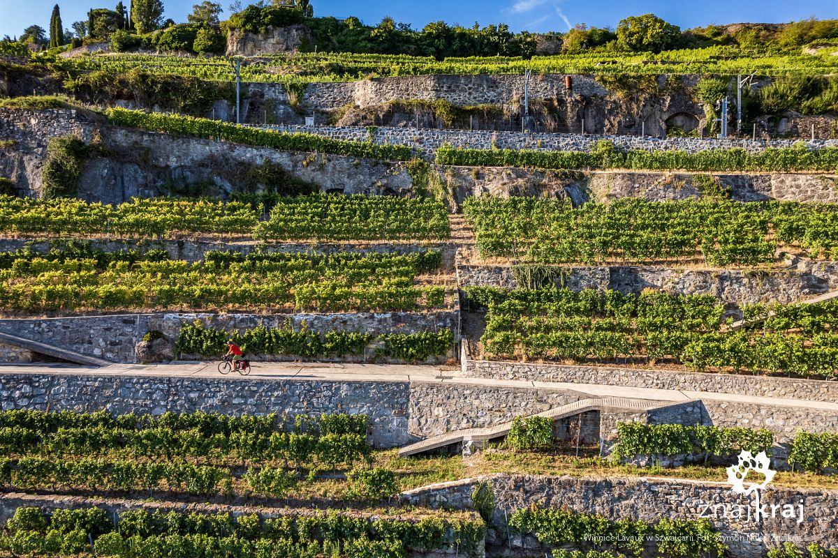 Winnice Lavaux w Szwajcarii