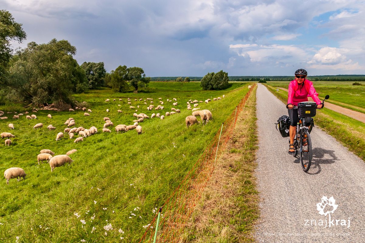 Wypas owiec nad Łabą
