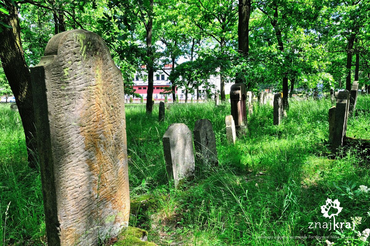 Zarośnięty kirkut w Szczucinie
