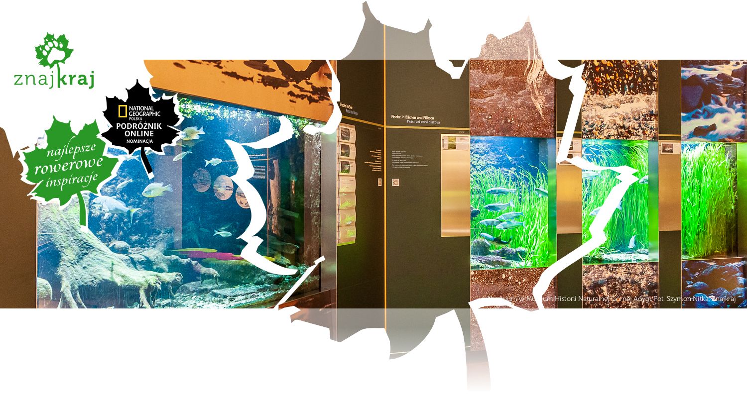 Akwarium w Muzeum Historii Naturalnej Górnej Adygi