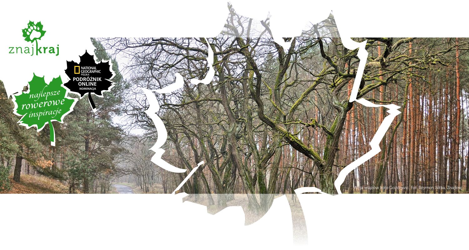 Aleja wiązów koło Gozdowic