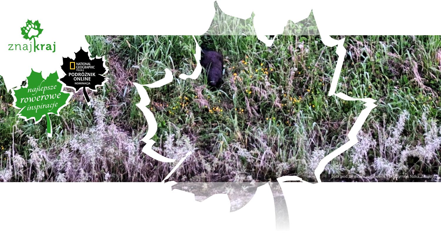 Bóbr pod zamkiem w Gniewie