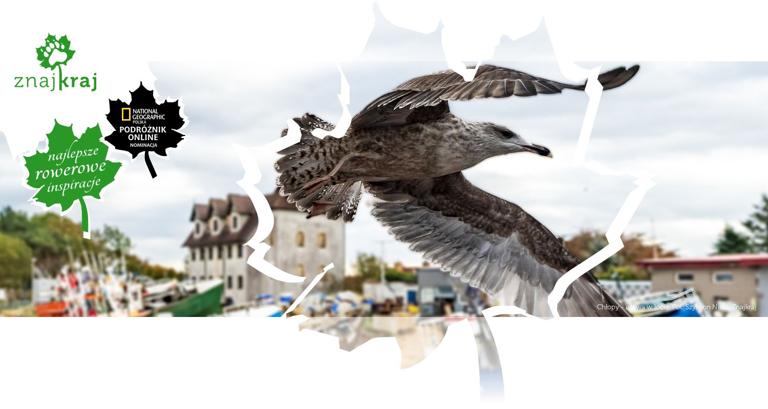 Chłopy - mewa w locie