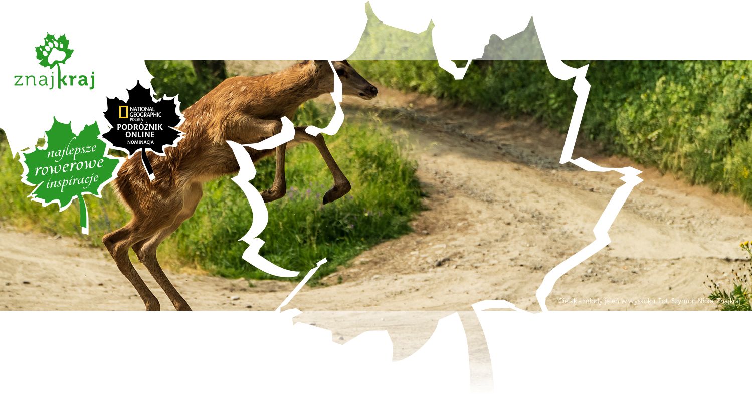 Cielak - młody jeleń w wyskoku