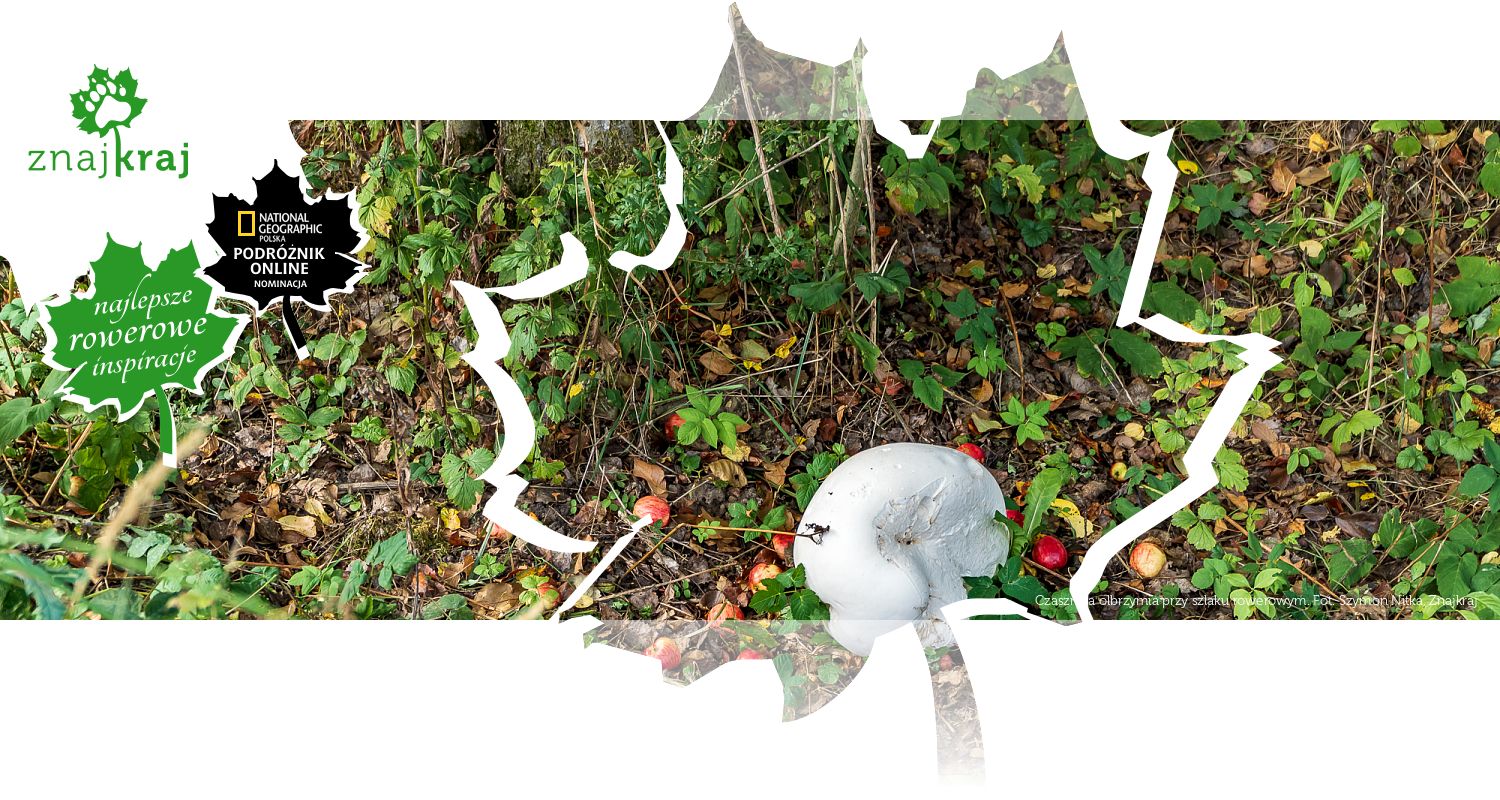 Czasznica olbrzymia przy szlaku rowerowym