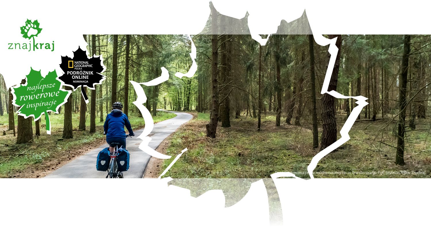 Droga rowerowa przez modrzewiowy las w Brandenburgii