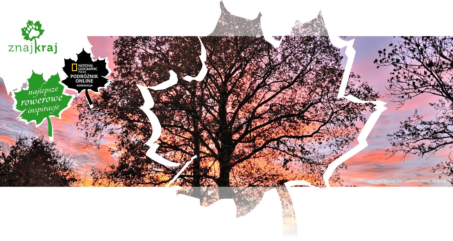 Drzewo i zachód Słońca