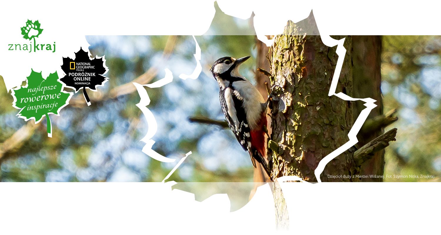 Dzięcioł duży z Mierzei Wiślanej