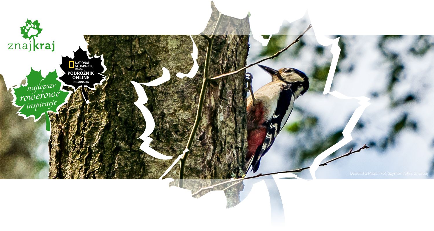 Dzięcioł z Mazur