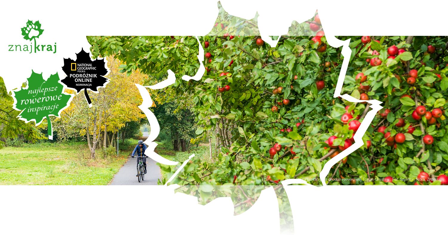 Dzika jabłoń przy drodze rowerowej Toruń-Unisław 
