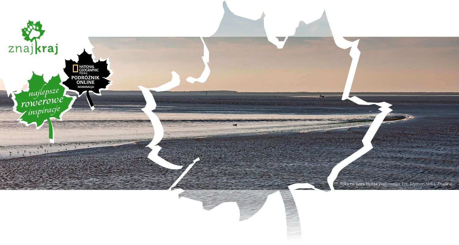 Foka na łasze Morza Wattowego