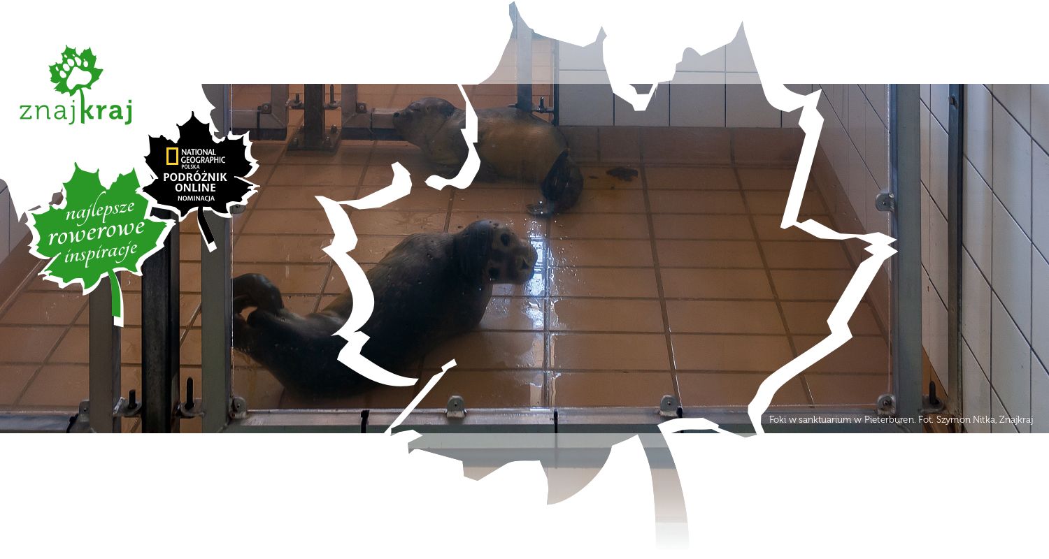 Foki w sanktuarium w Pieterburen