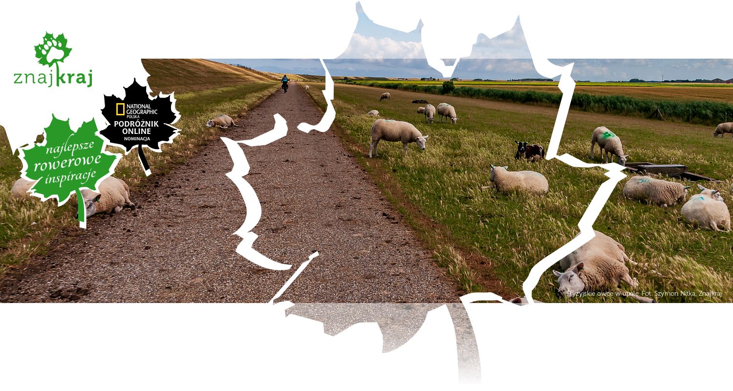 Fryzyjskie owce w upale