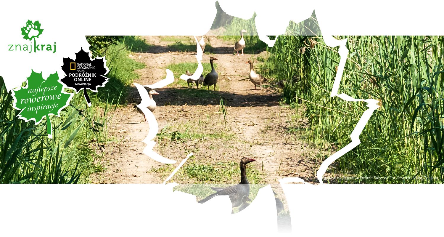 Gęś gęgawa na lęgach w Dolinie Baryczy