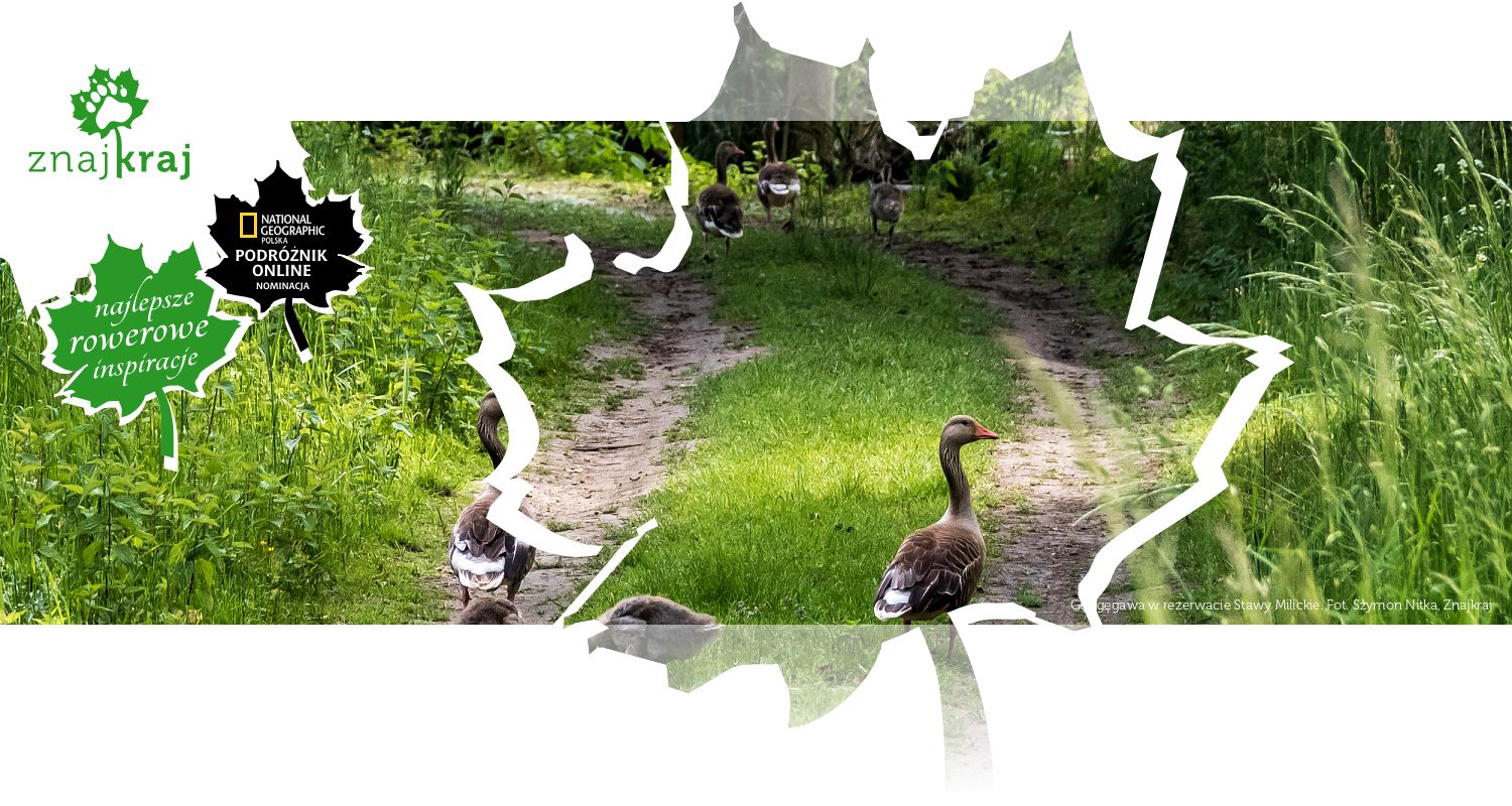 Gęś gęgawa w rezerwacie Stawy Milickie