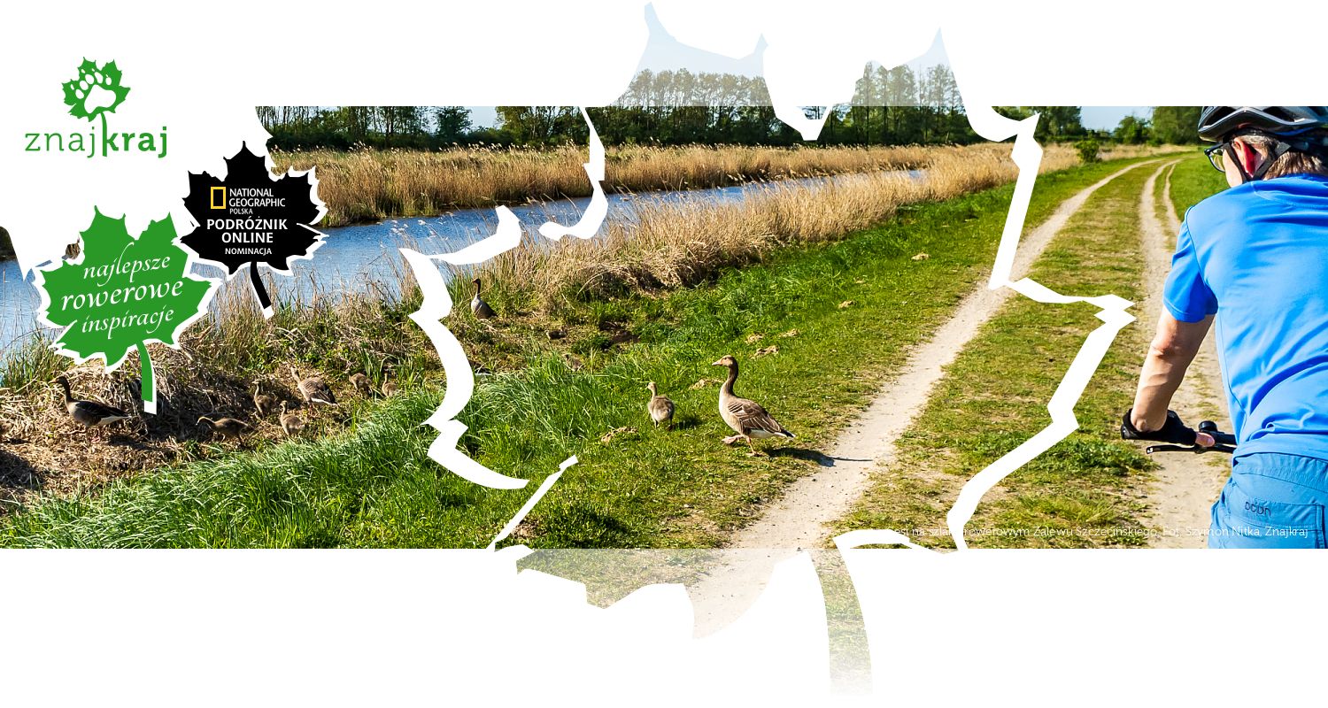 Gęsi na szlaku rowerowym Zalewu Szczecińskiego