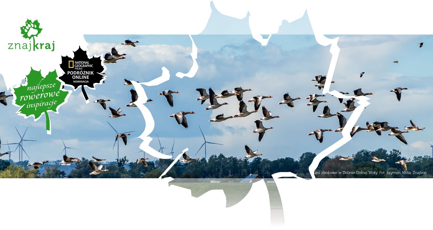 Gęsi zbożowe w Dolinie Dolnej Wisły