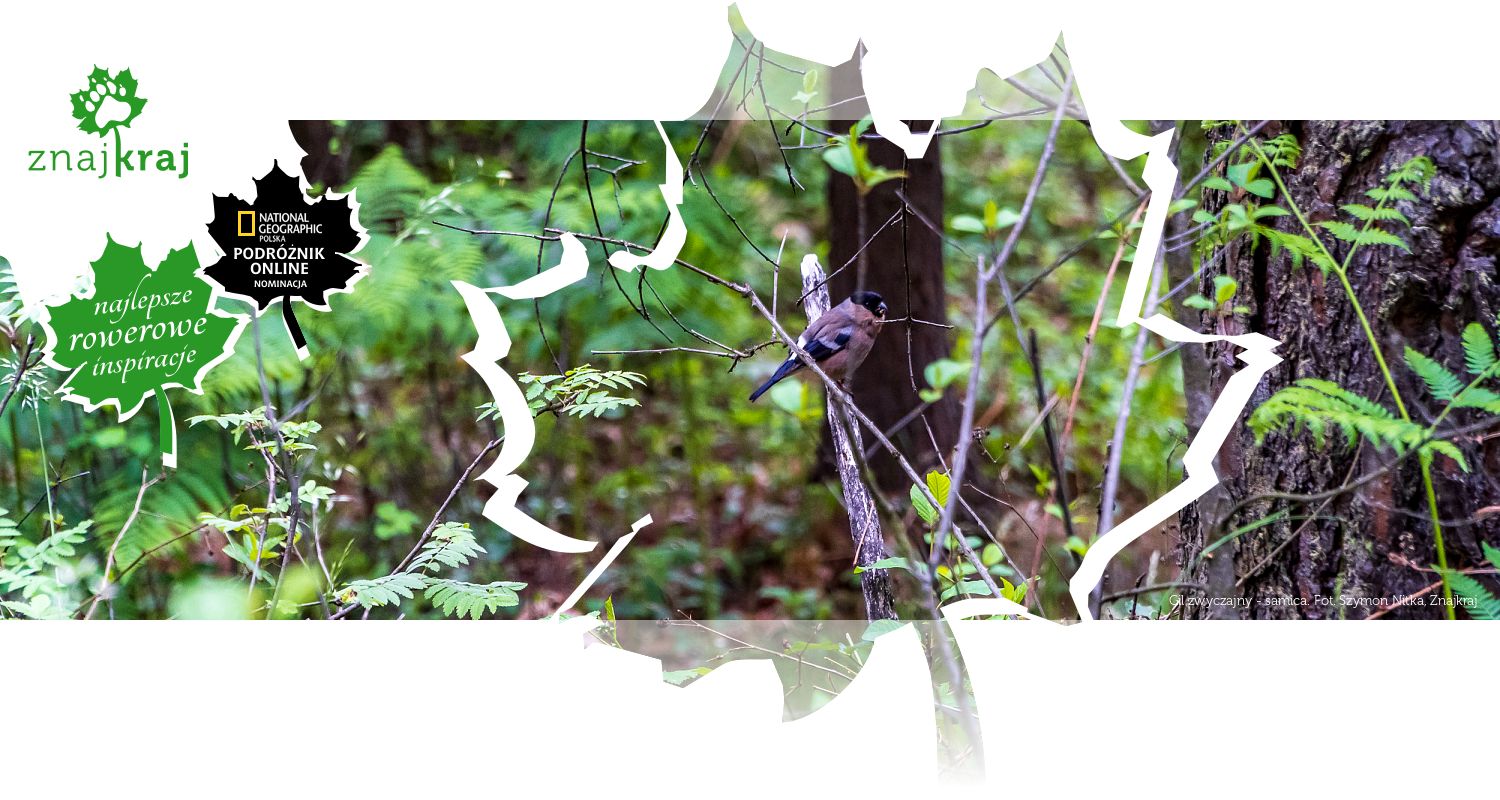 Gil zwyczajny - samica