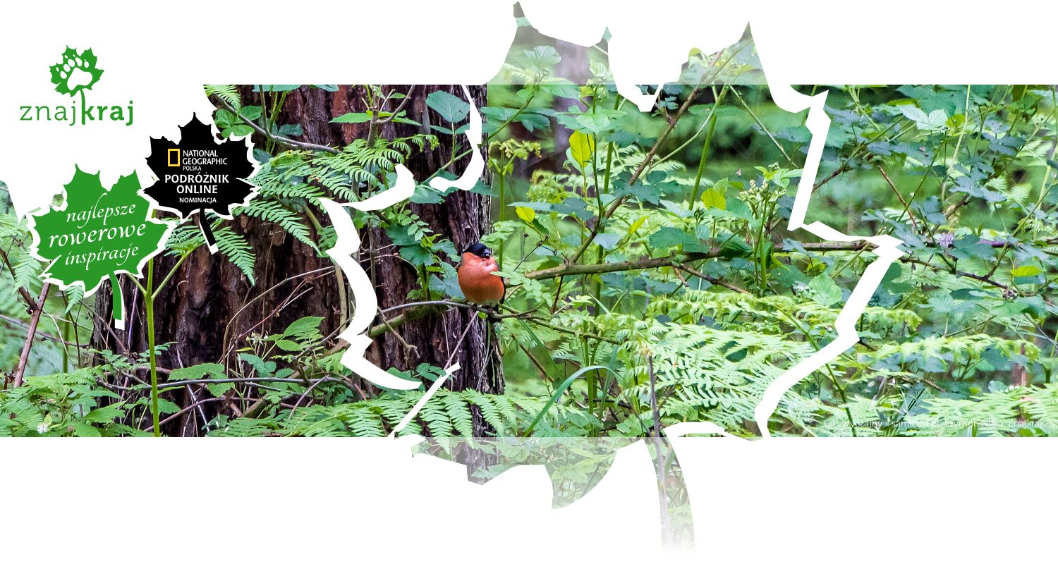 Gil zwyczajny - samiec